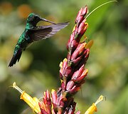 Kolibris 