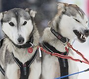 &Scaron;unų kinkinių varžybos Aliaskoje