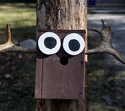 Inkilas 