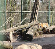 Tigras Lietuvos zoologijos sode 