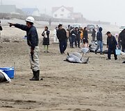Delfinai Hakotos miesto paplūdimyje