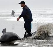 Delfinai Hakotos miesto paplūdimyje