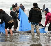 Delfinų gelbėjimas Hakotos miesto paplūdimyje