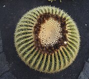 Kaktusas