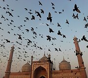 Balandžiai prie Jama Masjid mečetės
