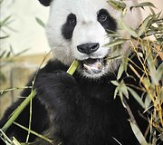 Panda vardu Yangas Guangas