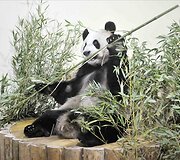 Panda vardu Yangas Guangas