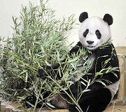 Panda vardu Yangas Guangas