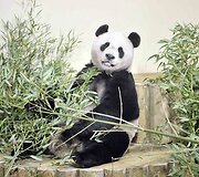Panda vardu Yangas Guangas