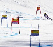 Marcelis Hirscheris