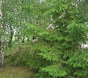 Audros padariniai Tel&scaron;iuose