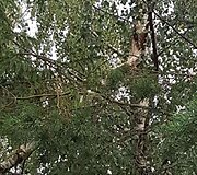Audros padariniai Tel&scaron;iuose