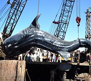 Minios žmonių rinkosi pažiūrėti į žvejų laimikį.