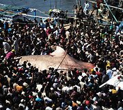 Minios žmonių rinkosi pažiūrėti į žvejų laimikį.