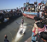 Minios žmonių rinkosi pažiūrėti į žvejų laimikį.