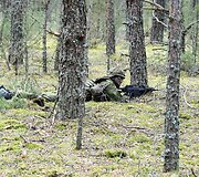 Antrakursiai pasiruo&scaron;ę deramai pasitikti puolantį &bdquo;prie&scaron;ą&ldquo;
