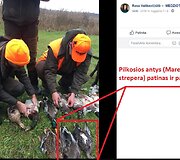 Pilkosios antys 