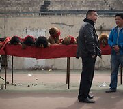 &Scaron;ios veislės augintiniai yra labai i&scaron;tikimi ir puikiai saugo &scaron;eimininką ir namus