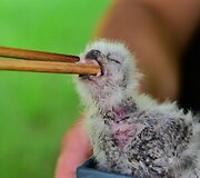 I&scaron;gelbėti žavūs pelėdos jaunikliai