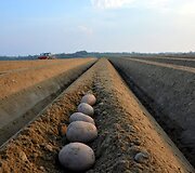 Bulvių sodinimo ma&scaron;ina i&scaron; karto gali sėti kelias vagas bulvių. Su ja lengvai galima pasėti 300 hektarų ploto ūkį