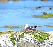 Perintis albatrosas