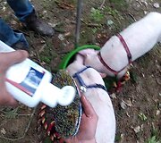 Žibutė ir Gvazdikas plauna galvas