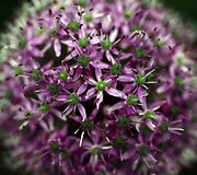 &bdquo;Chelsea Flower Show&ldquo; paroda