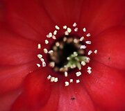 &bdquo;Chelsea Flower Show&ldquo; paroda
