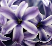 &bdquo;Chelsea Flower Show&ldquo; paroda
