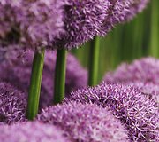 &bdquo;Chelsea Flower Show&ldquo; paroda
