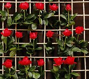 &bdquo;Chelsea Flower Show&ldquo; paroda
