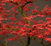 &bdquo;Chelsea Flower Show&ldquo; paroda