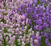 &bdquo;Chelsea Flower Show&ldquo; paroda