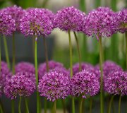 &bdquo;Chelsea Flower Show&ldquo; paroda