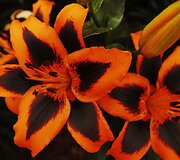 &bdquo;Chelsea Flower Show&ldquo; paroda
