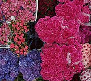 &bdquo;Chelsea Flower Show&ldquo; paroda