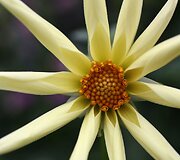 &bdquo;Chelsea Flower Show&ldquo; paroda