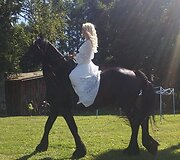 Vaida Genytė