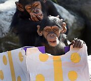 Mieliausi zoologijos sodų mažyliai