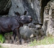 Mieliausi zoologijos sodų mažyliai