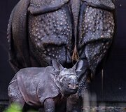 Mieliausi zoologijos sodų mažyliai