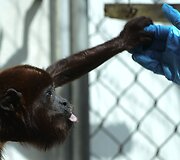 Mieliausi zoologijos sodų mažyliai
