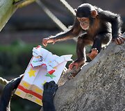 Mieliausi zoologijos sodų mažyliai