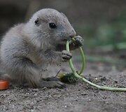 Mieliausi zoologijos sodų mažyliai