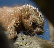Mieliausi zoologijos sodų mažyliai