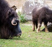 Mieliausi zoologijos sodų mažyliai
