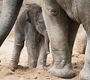 Mieliausi zoologijos sodų mažyliai