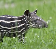 Mieliausi zoologijos sodų mažyliai