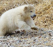 Mieliausi zoologijos sodų mažyliai