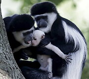 Mieliausi zoologijos sodų mažyliai